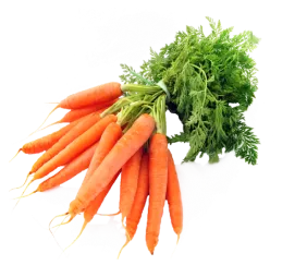 carrot